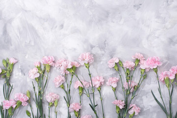  loose pink carnations scattered on cement background, spring holidays, valentine
