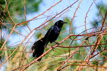  Winged Blackbird