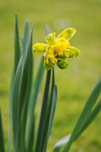 Yellow Daffodil Flower Outside In The Garden.