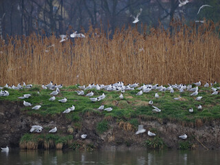 Sticker - Gulls nesting on a bank with reeds.