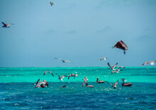 Pelicans Flying And Fishing On The Turquoise Waters Of Los Roques Archipiélago, Venezuela