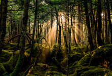 Light Beam Of Moss Forest