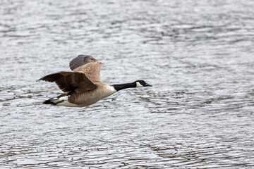 Sticker - Canada goose (Branta canadensis)  in flight