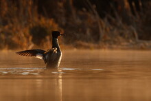 Female Common Merganser Flapping Wings Water With Orange Morning Light