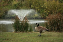 Canada Goose Standing In Front Of A Fountain In A Park