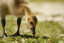 Canada Goose Baby Gosling Close Up At Ground Level In Grass