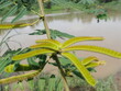 The Mimosa Pod on the river bank with river water background. Mimosa pudica (pudica 