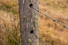 Old Timber Stump Fence With Moss Growing And Barbed Wire Inserts