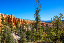 Bryce Canyon National Park, Utah, United States. View At Bryce Canyon Through Pine Tree Branches 