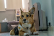 Three coloured pedigree royal corgi wearing a scarf relaxing at home and looking to his right waiting for a dog treat looking concerned