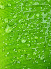 Wall Mural - close up water drop on green banana leaf texture