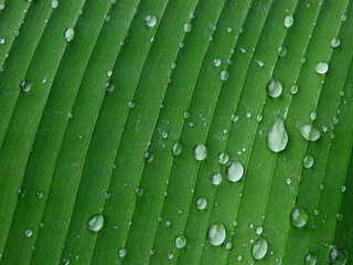 Wall Mural - close up water drop on green banana leaf texture