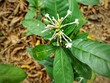 A medicinal plant named Sarpagandha ( Rauvolfea serpentina). This plant is famous tranquilizer and antipsychotic herb of India for treatment paranoia and schizophrenia.