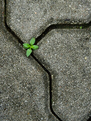 Canvas Print - small green tree grow on the groove of the stone block walkway texture