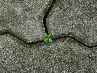 Poster - small green tree grow on the groove of the stone block walkway texture