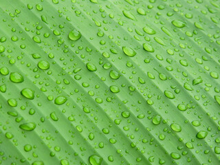 Poster - water drops on green banana leaf texture after rain