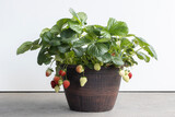Garden strawberry plants in a pot isolated against white and gray backgrounds. Ripe and unripe fruits.