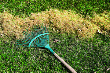 Cleaning the lawn from dry and rotten grass after winter. Green lawn after winter close-up. Spring grass care