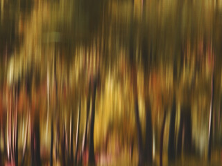 Sticker - Abstract natural background, motion blur of tree in the forest at autumn season