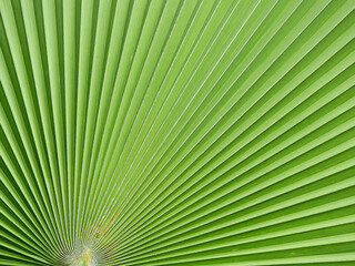 Poster - close up green palm leaf texture