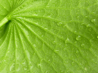 Poster - clear water drops on green lotus leaf texture, after rain