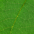 © srckomkrit - texture of green leaf with lines of vein