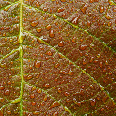 Poster - water drops on brown leaf texture