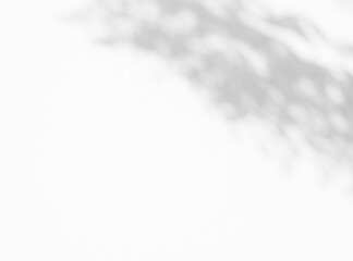 abstract shadow of the leaves on white wall background