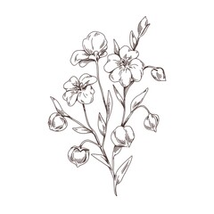 Poster - Linum floral plant with flaxseed. Outlined vintage drawing of wild flax flower. Engraved field herb with grains. Contoured botanical hand-drawn vector illustration isolated on white background