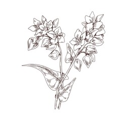 Poster - Outlined buckwheat. Vintage monochrome drawing of field cereal crop with flowers and seeds. Grain plant engraving in retro style. Botanical hand-drawn vector illustration isolated on white background