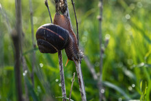 The Grape Snail (Latin Helix Pomatia) Is A Terrestrial Gastropod Mollusk. A Snail On A Branch. A Snail With Horns And A Large Shell Crawls Along A Dry Branch On A Green Blurry Background. A Large Snai