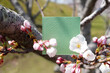 ソメイヨシノの細い幹を背景に桜の花を添えた緑色の何も書かれていないカードのモックアップ