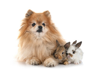 Sticker - miniature rabbits and spitz