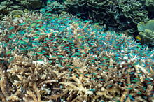 Blue Damsels, Chromis Viridis, Sheltering In Branching Hard Coral, Raja Ampat, Indonesia.