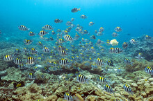 Reef Scenic With Indo-pacific Sergeantfishes, Abudefduf Vaigiensis, Raja Ampat Indonesia.