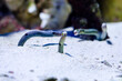 The spotted garden eel (Heteroconger hassi) is a heteroconger belonging to the family Congridae.