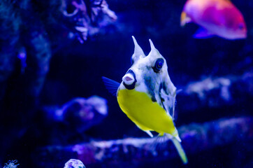 Wall Mural - The longhorn cowfish (Lactoria cornuta), also called the horned boxfish