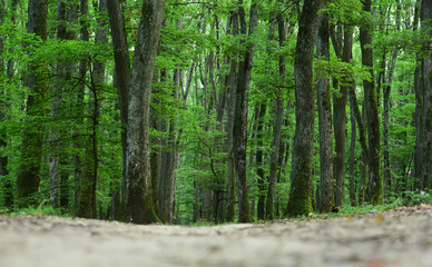 Tree forest on background. Plant organic texture.