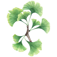Watercolor ginkgo biloba tree
