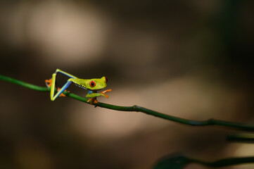 Canvas Print - Red-eyed Tree Frog, Agalychnis callidryas, sitting on the green leave in tropical forest in Costa Rica.