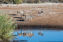 A Group Of Burchell's Plains Zebra -Equus Quagga Burchelli- , Together With A Group Of Impalas -Aepyceros Melampus- Standing Close A Waterhole On The Plains Of Etosha National Park, Namibia.