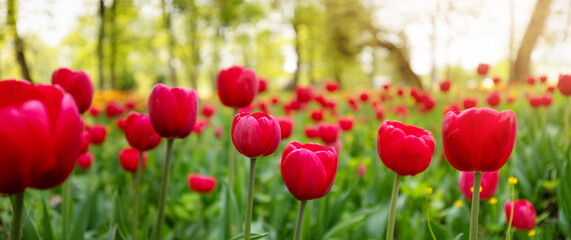 Wall Mural - Closeup view of the young red tulips.