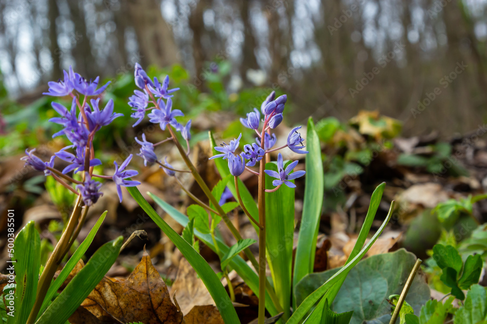 In the spring forest bloom ephemeroid plant Scilla bifolia. Scilla ...