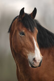 Fototapeta Konie - Portrait of a free bay horse