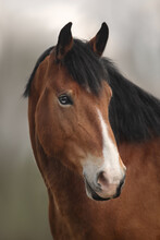 Portrait Of A Free Bay Horse