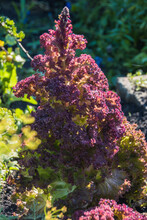 Red Lettuce Leaves Under Spring Sun. Growing Salad Greens In Garden. Vegetarian Ingredient