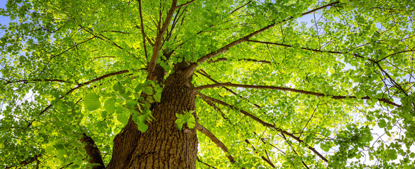 Wall Mural - Old giant linden tree with fresh young foliage.