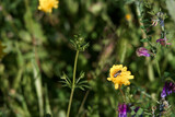 Fototapeta Zwierzęta - kwiat owad roślina zwierzę żółć