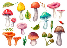 Set Of Colorful Edible And Inedible Mushrooms, Leaves And Herbs Painted In Watercolor, Isolated On A White Background.