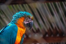Parot In The Peruvian Amazon Rainforest 